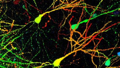 Вежбе побољшавају мозак за издржљивост, код мишева