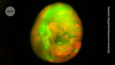 Гел помаже мини кичменој мождини да се залечи од повреда Гел помаже мини кичменој мождини да се залечи од повреда