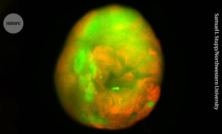 Гел помаже мини кичменој мождини да се залечи од повреда Гел помаже мини кичменој мождини да се залечи од повреда