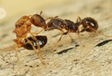 Ова врста мрава састоји се само од краљица – без радника или мужјака