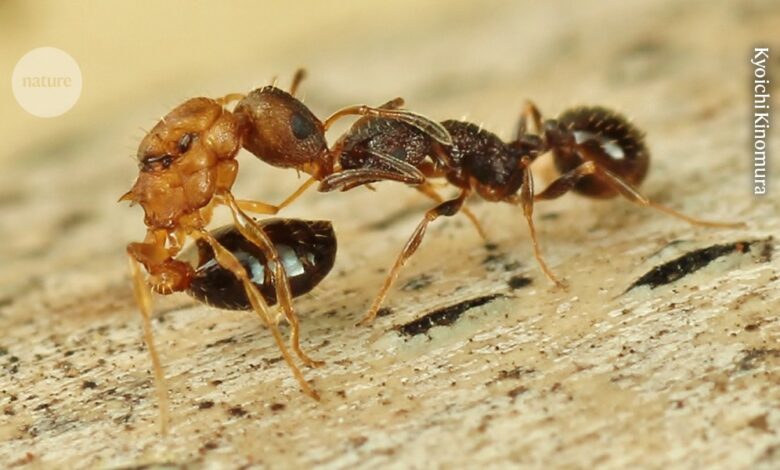 Ова врста мрава састоји се само од краљица – без радника или мужјака