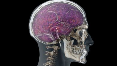 Како ‘одводи лобање’ чувају мозак од оштећења и патогена