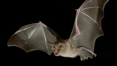 шта радимо а шта не знамо шта радимо а шта не знамо