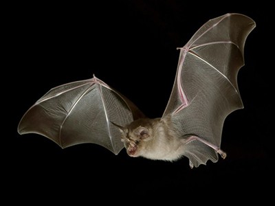 шта радимо а шта не знамо