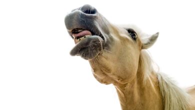 истраживачи идентификују два звука директно из коњских уста