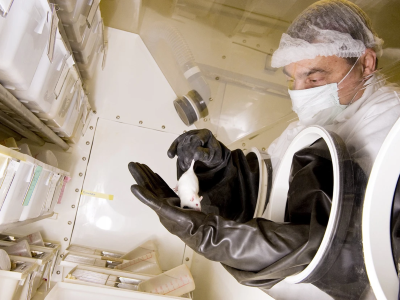 Доба експеримената на животињама јењава. Куда ће наука даље ићи?