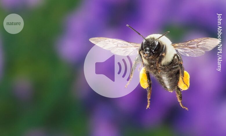 Брифинг ћаскање: Како бумбари који лебде одржавају хладноћу Брифинг ћаскање: Како бумбари који лебде одржавају хладноћу