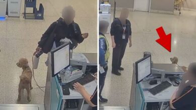 Жена ухапшена након што је везала пса на аеродрому и отишла, на видео снимку