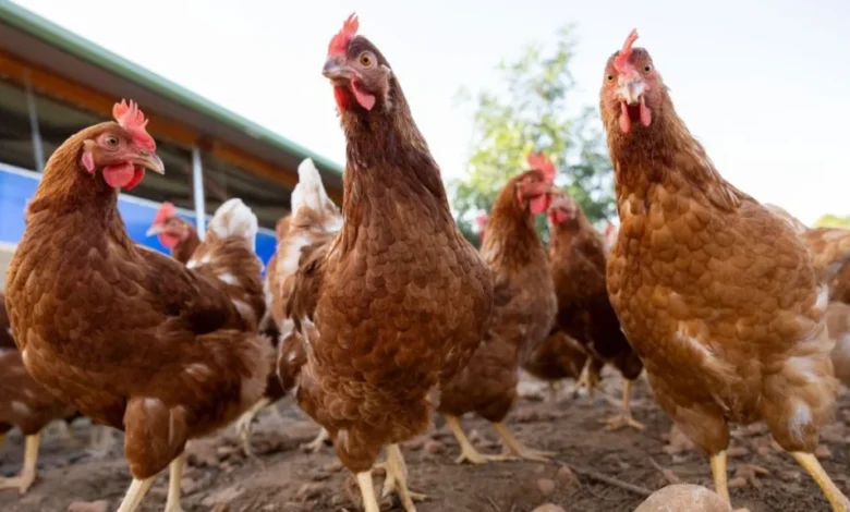 Епидемије птичјег грипа откривене у Аргентини и Уругвају