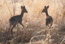 Нека вас ових девет романтичних животиња инспирише на Дан заљубљених