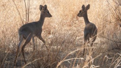 Нека вас ових девет романтичних животиња инспирише на Дан заљубљених