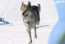 Изложба украде паса током трке на Зимским олимпијским играма 2026, добија фото финиш