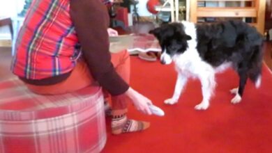 Ретки надарени пси који уче речи воле да деле своје играчке