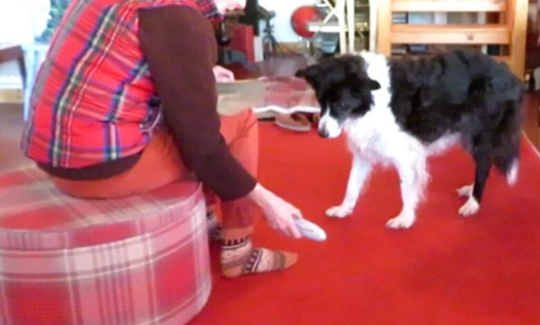 Ретки надарени пси који уче речи воле да деле своје играчке