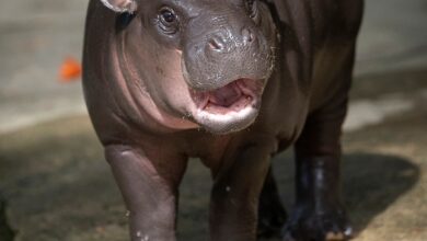 Зоолошки врт Моо ​​Денг реагује на забринутост у вези са животним условима