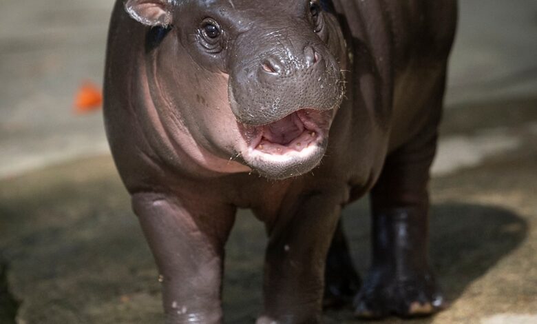Зоолошки врт Моо ​​Денг реагује на забринутост у вези са животним условима