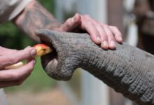 Јединствена структура слоновских бркова даје им уграђену „интелигенцију“ сензора