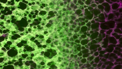 Скривени ћелијски процес може довести до старења и болести