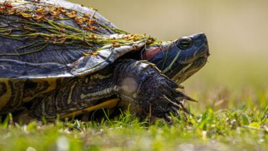 Зашто се моја омиљена Линук дистрибуција успорава – и одушевљен сам тиме