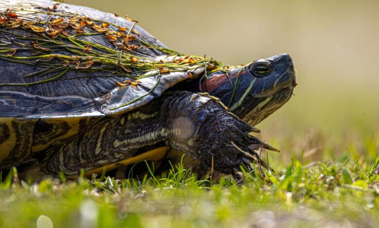 Зашто се моја омиљена Линук дистрибуција успорава – и одушевљен сам тиме Зашто се моја омиљена Линук дистрибуција успорава – и одушевљен сам тиме
