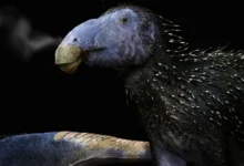 125 милиона година стар диносаурус са никада раније виђеним шупљим шиљцима откривен у Кини