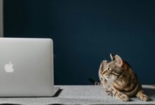 АдГуард је ваша једнократна поправка за искачуће прозоре, огласе за аутоматску репродукцију и праћење на мрежи — сада 16 УСД