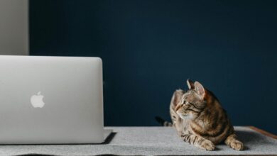 АдГуард је ваша једнократна поправка за искачуће прозоре, огласе за аутоматску репродукцију и праћење на мрежи — сада 16 УСД