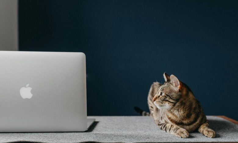 АдГуард је ваша једнократна поправка за искачуће прозоре, огласе за аутоматску репродукцију и праћење на мрежи — сада 16 УСД