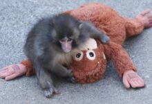 Интернет је забринут због мајмуна Пунча. Зоолошки врт каже да је добро.