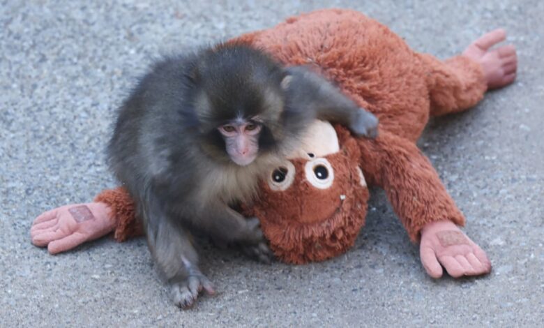 Интернет је забринут због мајмуна Пунча. Зоолошки врт каже да је добро.