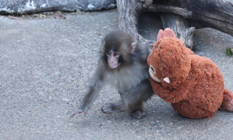 Да ли је Мајмун Пунч ОК? Ево најновијих ажурирања.