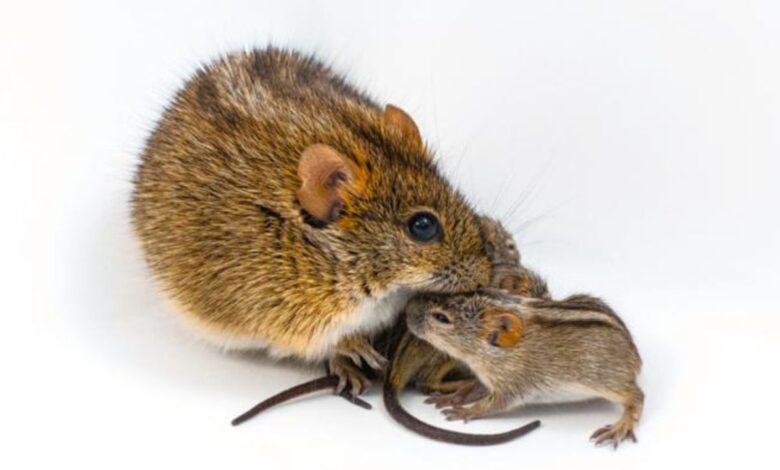 Научници пронашли генетски ‘прекидач’ код мишева који брижне тате претвара у насилне звери Научници пронашли генетски ‘прекидач’ код мишева који брижне тате претвара у насилне звери