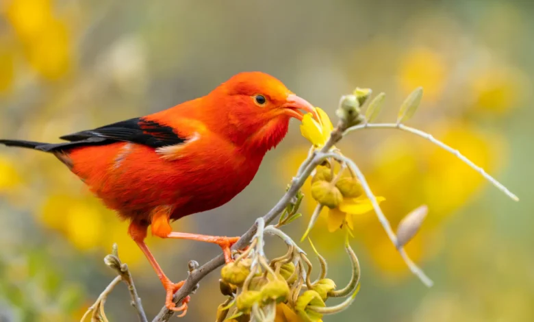 Скоро свака шумска птица на Хавајима шири птичју маларију
