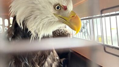 Полиција Њујорка спасава крвавог ћелавог орла који плута леденом реком Хадсон: видео