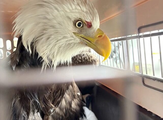 Полиција Њујорка спасава крвавог ћелавог орла који плута леденом реком Хадсон: видео