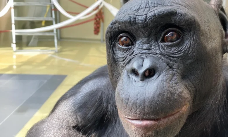 Бонобоова лажна чајанка преписује оно што знамо о машти