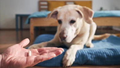 Третмани против бува и крпеља за псе и мачке могу штетити дивљим животињама