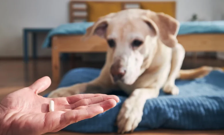 Третмани против бува и крпеља за псе и мачке могу штетити дивљим животињама