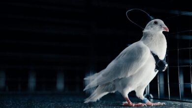 Руски стартап хакује мозгове голубова, претвара их у живе дронове