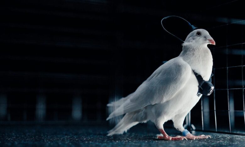 Руски стартап хакује мозгове голубова, претвара их у живе дронове