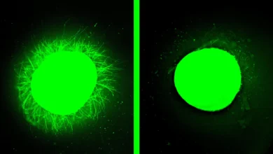 Људска кичмена мождина узгојена у лабораторији зацељује након повреде у великом пробоју
