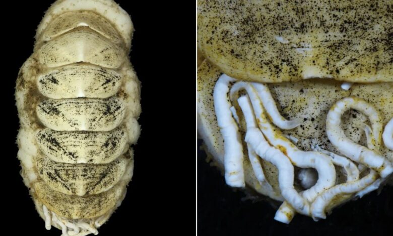 Нови дубокоморски мекушци имају гвоздени језик и аутостоперске црве који једу његову измет