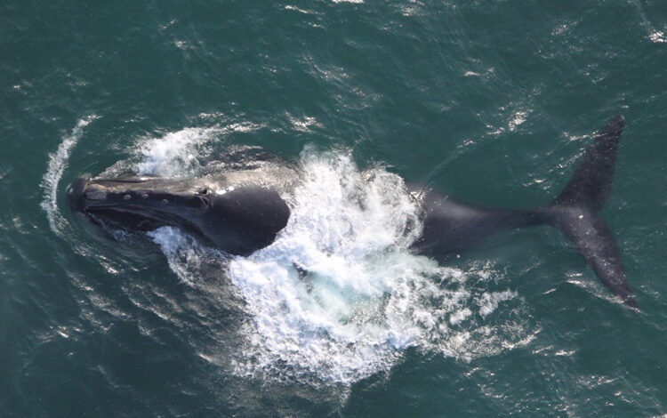 Научници који су ловили фосиле мамута пронашли су китове 400 км у унутрашњости