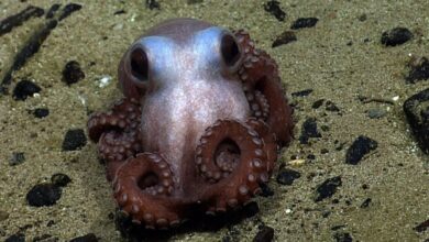 Трамп је управо зезнуо једини споменик маринаца на Атлантику