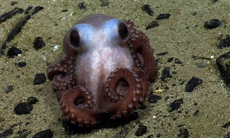 Трамп је управо зезнуо једини споменик маринаца на Атлантику