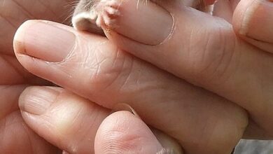 Клизни опосум је ноћни акробат шуме