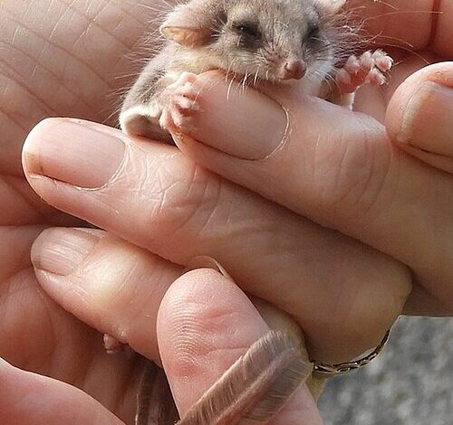 Клизни опосум је ноћни акробат шуме