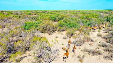 Казахстан сади десетине хиљада дрвећа у огромним напорима да поново уведе тигрове