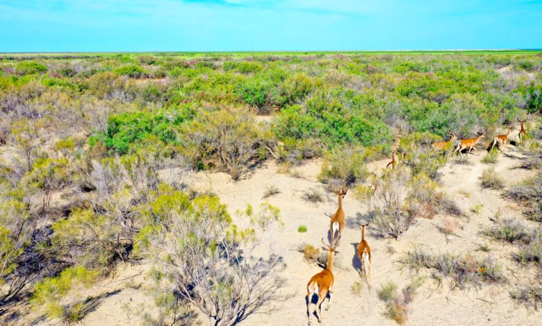 Казахстан сади десетине хиљада дрвећа у огромним напорима да поново уведе тигрове