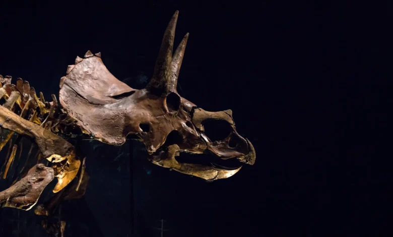 Трицератопс је имао џиновски нос који је можда хладио његову масивну главу Трицератопс је имао џиновски нос који је можда хладио његову масивну главу